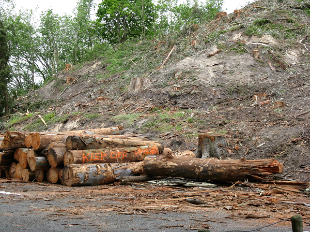 Felling gum trees 1 October 2014. Cambridge Tree Trust